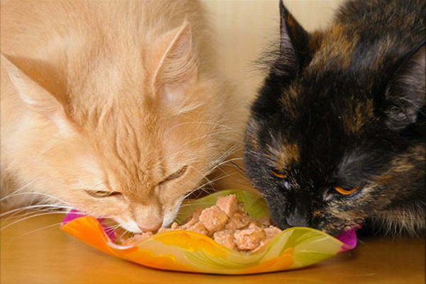 Download 97 Gambar Lucu Kucing Makan Ikan Paling Bagus Gratis