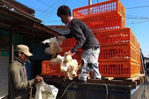Harga Daging Ayam Anjlok, Salah Siapa?