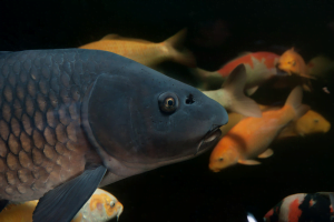 Ikan Mas Koi VS Ikan Mas Konsumsi. Ini Bedanya !
