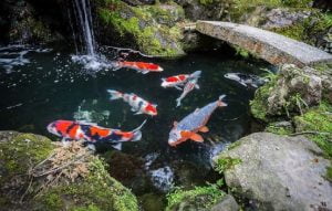 Panduan Bagi Pemula Dalam Memelihara Ikan Koi
