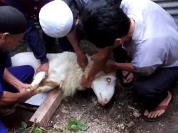 Syarat Sah Hewan Kurban untuk Aqiqah