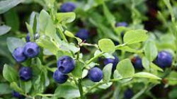 Manfaat Buah Bilberry untuk Mata