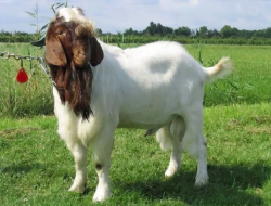 Mengenal Jenis Kambing Peranakan Etawa