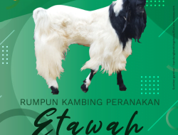 Rumpun Kambing Etawah dari India