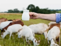 Manfaat Lemak pada Susu Kambing PE Bagi Kesehatan