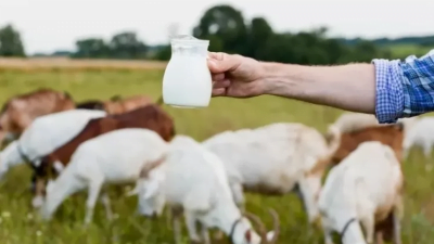 Manfaat Lemak pada Susu Kambing PE Bagi Kesehatan