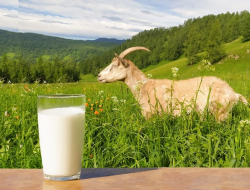 Manfaat Protein pada Susu Kambing