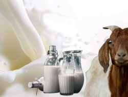 Pemanfaatan Susu Kambing Etawa