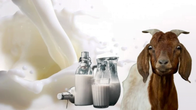 Pemanfaatan Susu Kambing Etawa