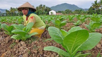 Petani Tembakau Bojonegoro
