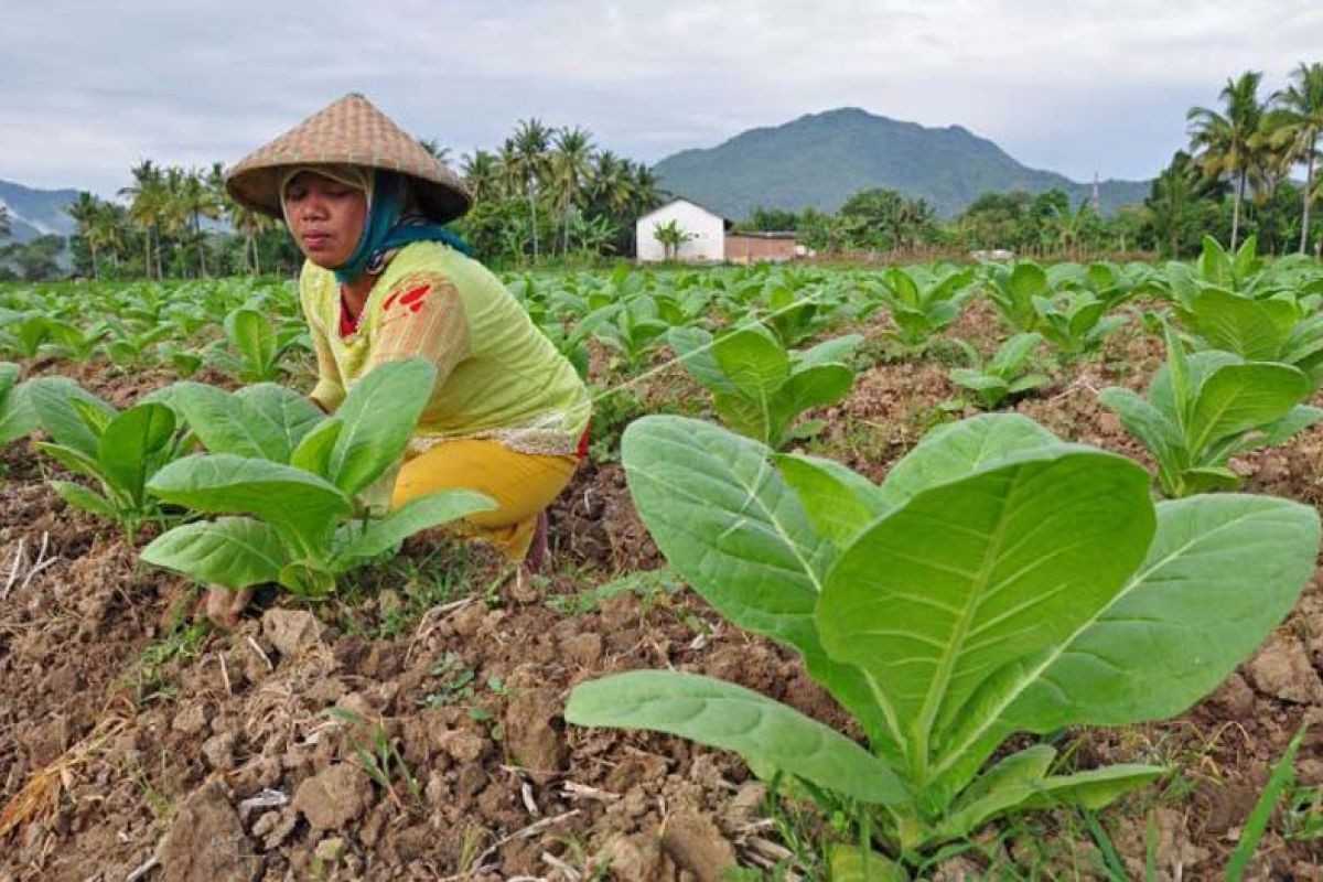 Petani Tembakau Bojonegoro